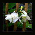 Amazon lily